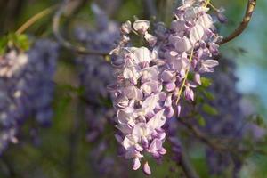 Wisteria flowers in the soft evening light of sunset photo