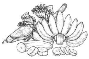 Set of banana fruit and banana blossom hand drawn sketch vector