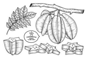 Set of star fruit or Carambola fruit hand drawn elements botanical illustration vector