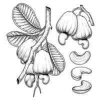 Set of cashew fruit hand drawn elements botanical illustration vector