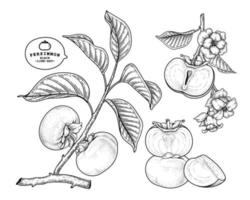 Set of fuyu persimmon fruit hand drawn elements botanical illustration vector
