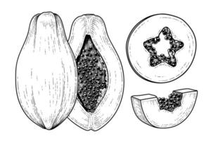 conjunto de fruta de papaya elementos dibujados a mano ilustración botánica vector