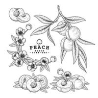 Whole and half of Peach fruit Hand Drawn Sketch Retro style vector