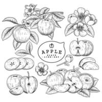 Whole half and slice of Apple  Hand Drawn Sketch vector decorative set