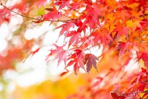 Red maple leaf tree photo