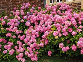 Hortensia arbusto cubierto de densas flores de color rosa en un jardín.