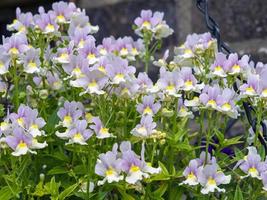 Pretty little Nemesia flowers, variety Easter Bonnet photo