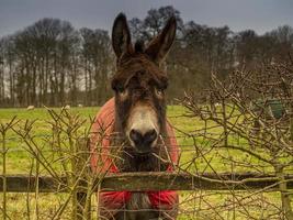 Cute donkey looking over a wooden fence photo