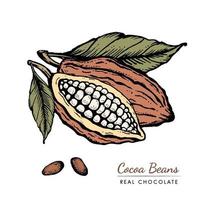 Cocoa beans Vintage Hand drawn retro sketch illustration. Chocolate cocoa powder bean, tree branch, nuts, seeds and leaves. Vector for logo, labels, web design, decorative elements and more.