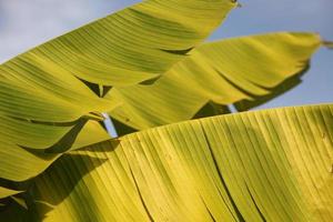 Banana leaf, texture and background in sunlight photo