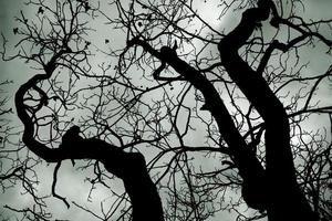 Dramatic view of a dead tree with stormy clouds background. photo