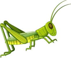 Saltamontes cuerpo cerrar aislado sobre fondo blanco. vector