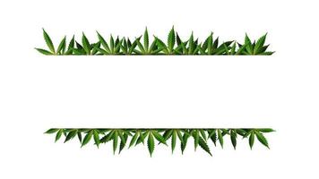 A rectangular frame of hemp leaves around a white empty space. Cannabis Leaf Frame Template for the Cannabis Industry vector