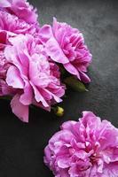 borde de flores de peonía sobre un fondo negro foto