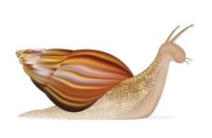 a snail vector