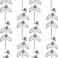 white horehound, seamless b-w vector