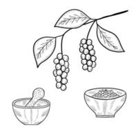 Chinese Schisandra, set mortar 3 vector