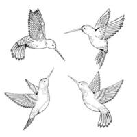 Establecer colibríes. lápiz de dibujo. dibujo a mano. vector