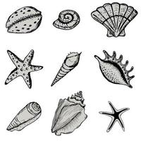 Set sea shell. Collections marine vector illustrations. Isolated on white background. Ocean fauna aquatic underwater.