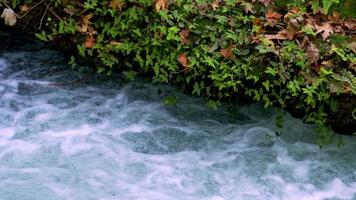 fiume rapido nella natura selvaggia video