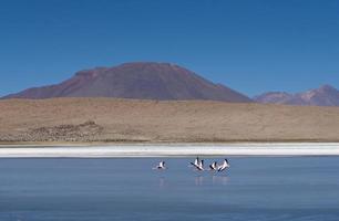 Flamingos in Bolivia Laguna photo