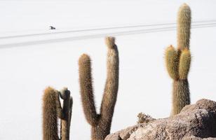 Cactus at Salar de Uyuni in Bolivia photo