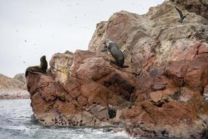 leones marinos en los acantilados de la isla ballestas foto