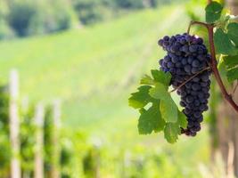 Grapes in the hills in autumn photo