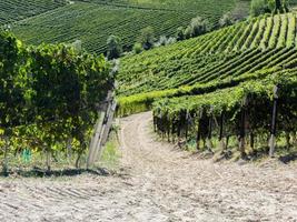 Vineyards and hills in autumn photo