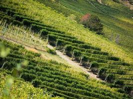 Vineyards in autumn photo