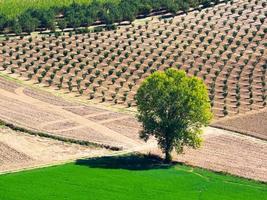 Vineyards in autumn photo