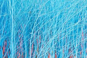 Sky blue color of small dry twigs background photo