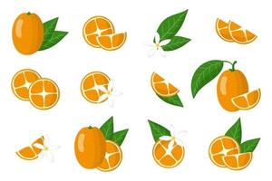 Set of illustrations with kumquat exotic citrus fruits, flowers and leaves isolated on a white background. vector