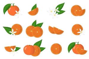 Set of illustrations with clementine exotic citrus fruits, flowers and leaves isolated on a white background. vector