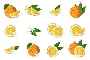 Set of illustrations with bitter orange exotic citrus fruits, flowers and leaves isolated on a white background. vector