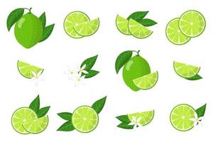 Set of illustrations with lime exotic citrus fruits, flowers and leaves isolated on a white background. vector