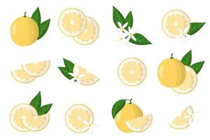 Set of illustrations with sweetie exotic citrus fruits, flowers and leaves isolated on a white background. vector