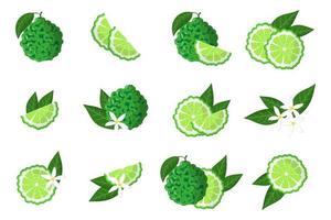 Set of illustrations with bergamot exotic citrus fruits, flowers and leaves isolated on a white background. vector