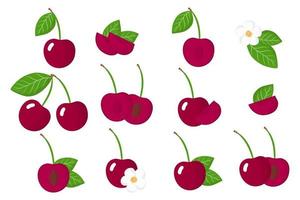 Set of illustrations with Cherries exotic fruits, flowers and leaves isolated on a white background. vector