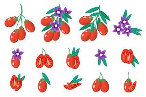 Set of illustrations with Goji exotic fruits, flowers and leaves isolated on a white background. vector