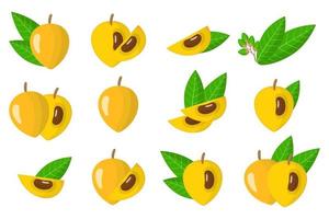 Set of illustrations with Canistel exotic fruits, flowers and leaves isolated on a white background. vector