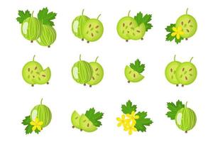 Set of illustrations with exotic fruits, flowers and leaves isolated on a white background. vector