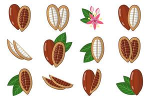 conjunto de ilustraciones con frutas exóticas de cacao, flores y hojas aisladas sobre fondo blanco. vector