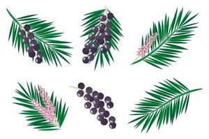 Set of illustrations with Acai exotic fruits, flowers and leaves isolated on a white background. vector