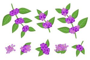 Set of illustrations with Callicarpa exotic fruits, flowers and leaves isolated on a white background. vector