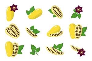 Set of illustrations with Lardizabala exotic fruits, flowers and leaves isolated on a white background. vector