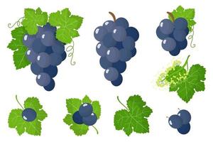 conjunto de ilustraciones con frutas exóticas de uva azul, flores y hojas aisladas sobre fondo blanco. vector