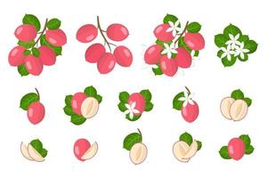 conjunto de ilustraciones con frutas exóticas carissa, flores y hojas aisladas sobre fondo blanco. vector