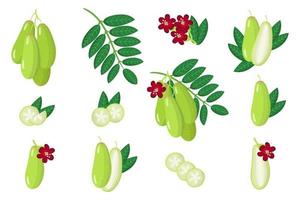 Set of illustrations with Bilimbi exotic fruits, flowers and leaves isolated on a white background. vector