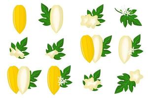 Set of illustrations with Babaco exotic fruits, flowers and leaves isolated on a white background. vector